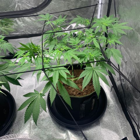 Sunset Sherbet  growlog timeline photo