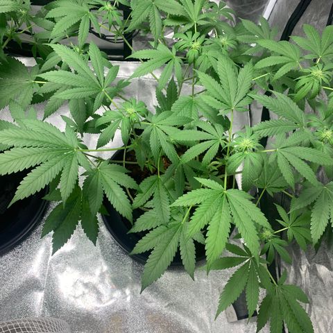 Sunset Sherbet  growlog timeline photo