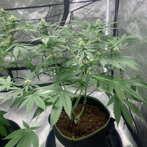 Sunset Sherbet  growlog timeline photo
