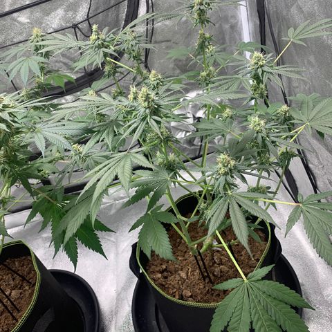 Sunset Sherbet  growlog timeline photo