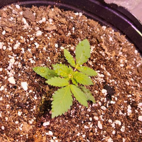 Rucucu #1 growlog timeline photo