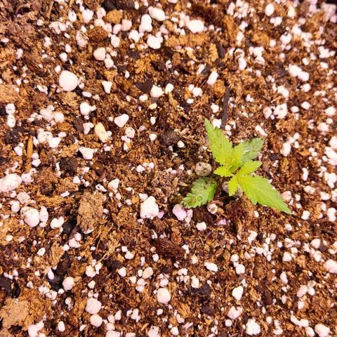 Rucucu #2 growlog timeline photo