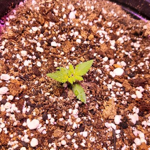 Rucucu #3 growlog timeline photo