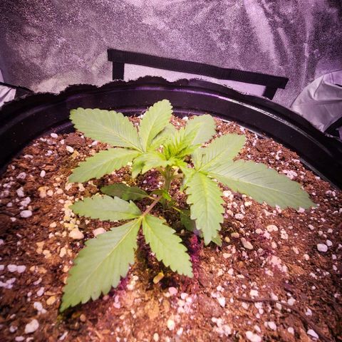 Rucucu #1 growlog timeline photo