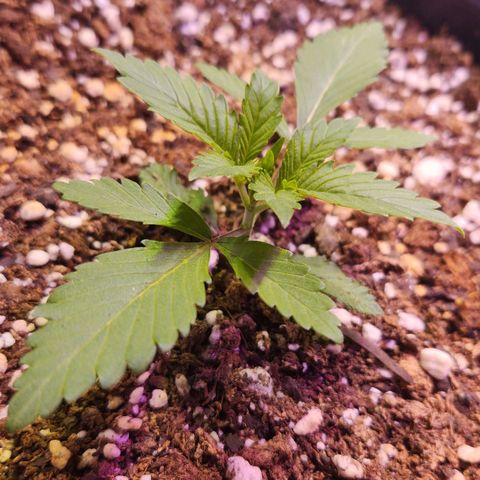 Rucucu #3 growlog timeline photo