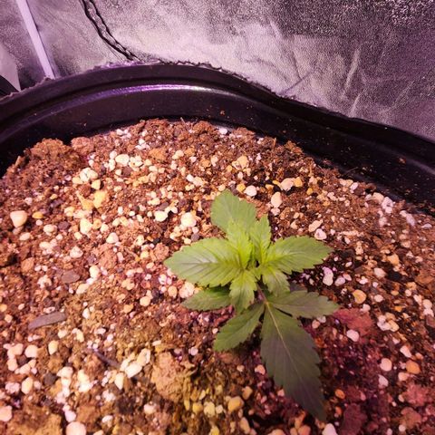 Rucucu #2 growlog timeline photo