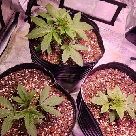 Rucucu #2 growlog timeline photo