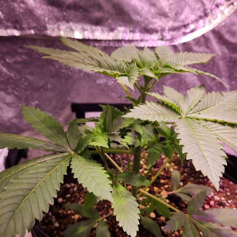 Rucucu #1 growlog timeline photo
