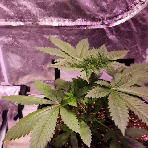 Rucucu #1 growlog timeline photo