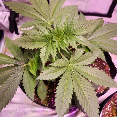 Rucucu #1 growlog timeline photo
