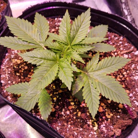 Rucucu #2 growlog timeline photo