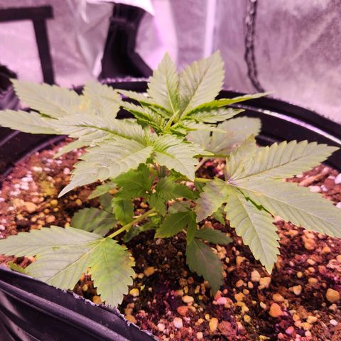 Rucucu #2 growlog timeline photo