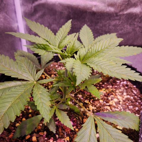 Rucucu #3 growlog timeline photo