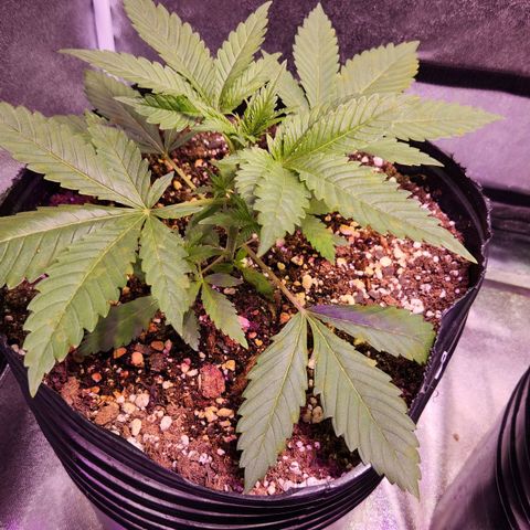 Rucucu #3 growlog timeline photo