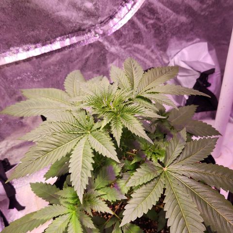 Rucucu #1 growlog timeline photo