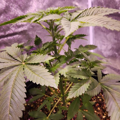 Rucucu #1 growlog timeline photo