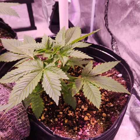 Rucucu #2 growlog timeline photo