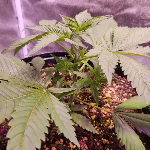 Rucucu #3 growlog timeline photo