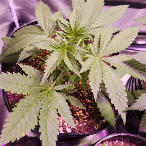 Rucucu #3 growlog timeline photo