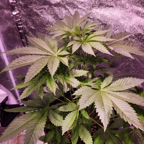 Rucucu #1 growlog timeline photo