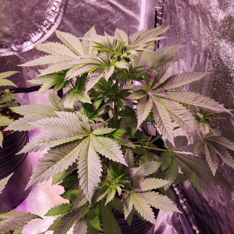 Rucucu #1 growlog timeline photo