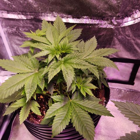 Rucucu #2 growlog timeline photo