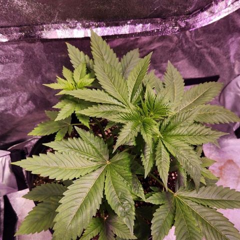 Rucucu #2 growlog timeline photo