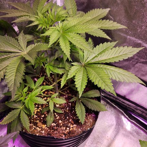 Rucucu #3 growlog timeline photo