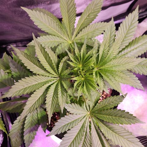 Rucucu #3 growlog timeline photo