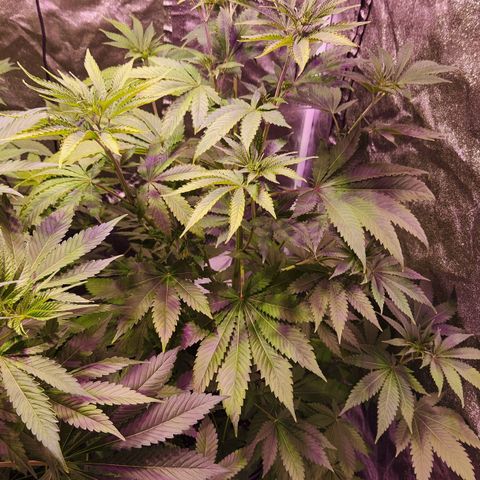 Rucucu #2 growlog timeline photo
