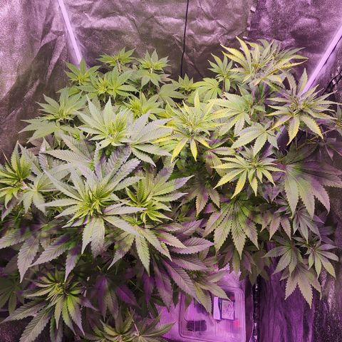 Rucucu #2 growlog timeline photo
