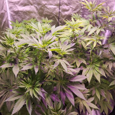 Rucucu #2 growlog timeline photo