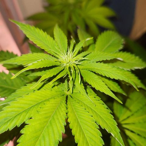 Rucucu #2 growlog timeline photo