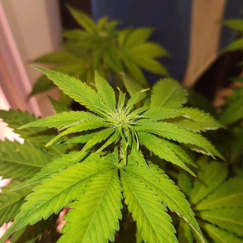 Rucucu #2 growlog timeline photo