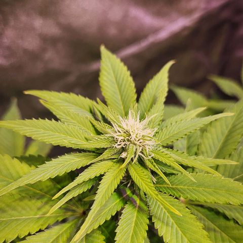 Rucucu #2 growlog timeline photo