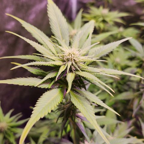 Rucucu #2 growlog timeline photo