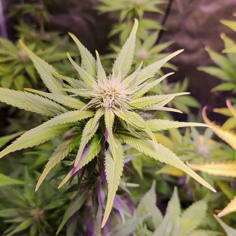 Rucucu #2 growlog timeline photo
