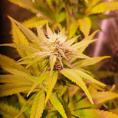 Rucucu #2 growlog timeline photo