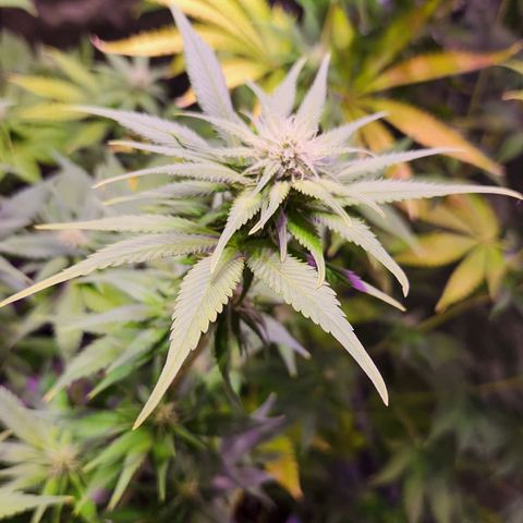 Rucucu #2 growlog timeline photo