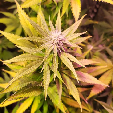 Rucucu #2 growlog timeline photo