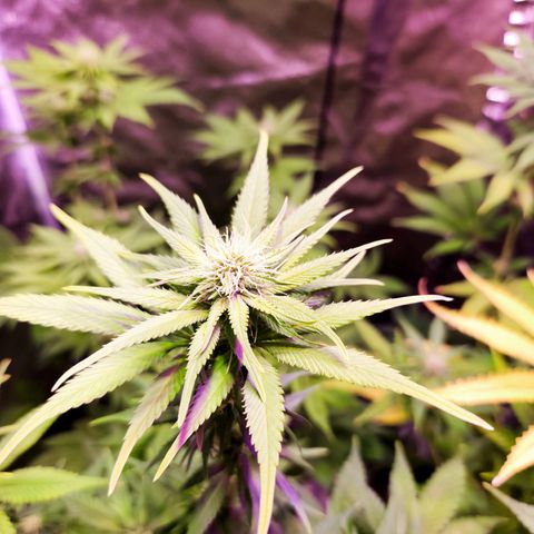 Rucucu #2 growlog timeline photo