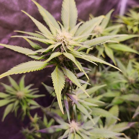 Rucucu #2 growlog timeline photo