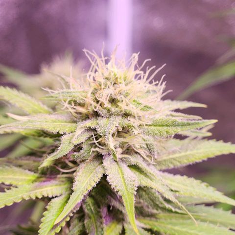 Rucucu #2 growlog timeline photo