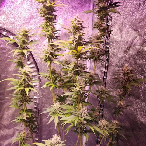 Rucucu #2 growlog timeline photo