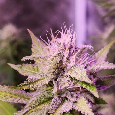 Rucucu #2 growlog timeline photo