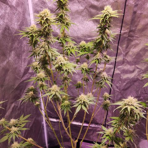 Rucucu #2 growlog timeline photo