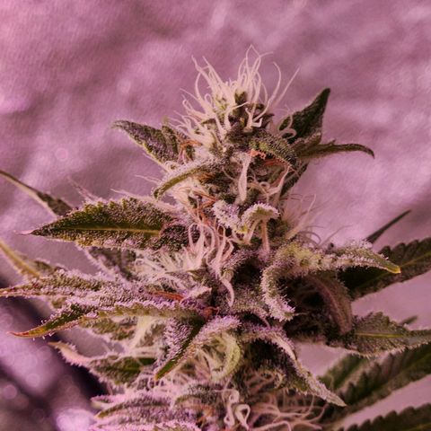 Rucucu #2 growlog timeline photo