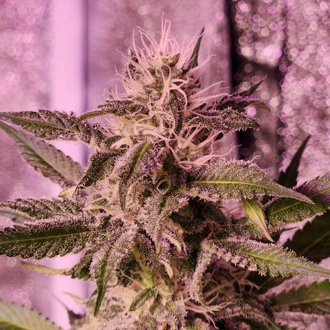 Rucucu #2 growlog timeline photo