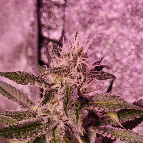 Rucucu #2 growlog timeline photo