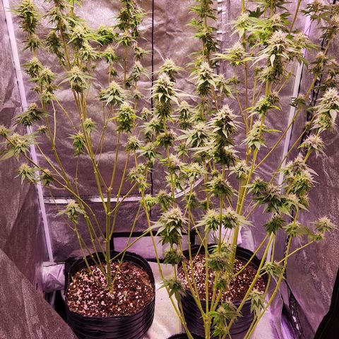 Rucucu #2 growlog timeline photo
